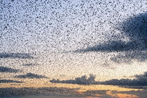 Images Dated 28th November 2008: Starling Flock