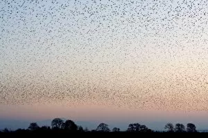 Images Dated 29th December 2008: Starling Flock
