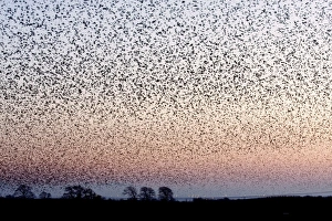 Images Dated 29th December 2008: Starling Flock