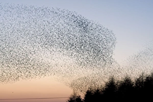 Images Dated 29th December 2008: Starling Flock