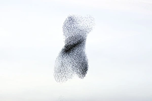 Images Dated 27th February 2008: Starling flock andperegrine falcon. Immense flock of birds flying at dusk creating elaborate