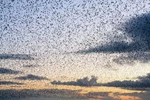 Starling Flock Common Starling Flock - A dense flock grouping together as the birds prepare to roost at dusk