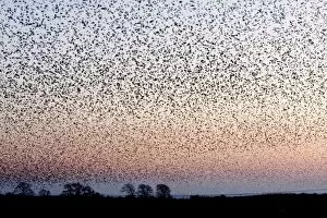 Starling Flock Common Starling Flock - An immense flock grouping together as the birds prepare to roost at dusk