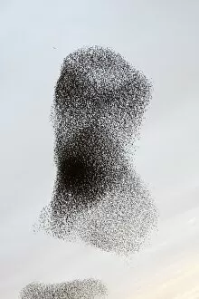 Starling Flock Common Starling Flock - Large flock formation as the birds prepare to roost
