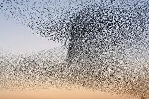 Starling Flock Common Starling Flock - Showing swirling motion of a dense flock grouping together as the birds prepare