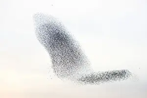 Starling flock and peregrine falcon. Immense flock of birds flying at dusk creating elaborate formations as they swirl to avoid and confuse predators. Near Gretna, Scotland. UK