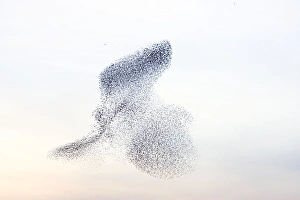 Images Dated 27th February 2008: Starling flock and peregrine falcon. Immense flock of birds flying at dusk creating elaborate