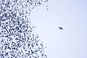 Flocks Collection: Starling flock and peregrine falcon. Immense flock of birds flying at dusk creating elaborate