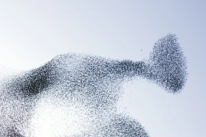 Images Dated 27th February 2008: Starling flock and peregrine falcon. Immense flock of birds flying at dusk creating elaborate