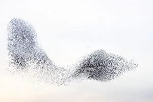 Images Dated 27th February 2008: Starling flock and peregrine falcon. Immense flock of birds flying at dusk creating elaborate