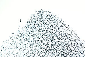Images Dated 27th February 2008: Starling flock and peregrine falcon. Immense flock of birds flying at dusk creating elaborate