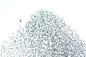 Images Dated 27th February 2008: Starling flock and peregrine falcon. Immense flock of birds flying at dusk creating elaborate
