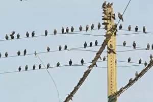 Starling - Flock on telephone wires, autumn