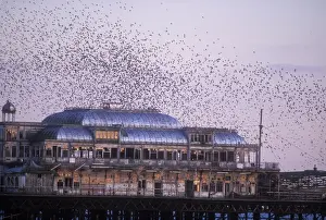 Piers Prints: Starling Flying to roost on Brighton pier