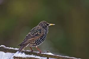 Images Dated 6th January 2010: Starling - on gate in snow