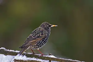 Gates Prints: Starling - on gate in snow - Bedfordshire UK 8841
