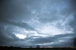 Images Dated 13th November 2010: Starling - Gathering in huge flock at roost site