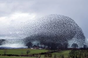 Images Dated 13th November 2010: Starling - Gathering in huge flock at roost site