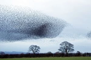 Images Dated 14th November 2010: Starling - Gathering in huge flock at roost site