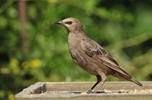 Images Dated 13th July 2011: Starling - juvenile