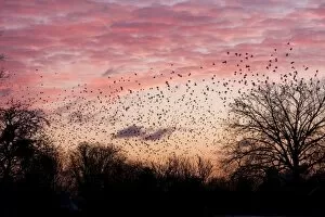Images Dated 9th January 2010: Starling - A large flock of starlings coming in to roost against sunset. England, UK