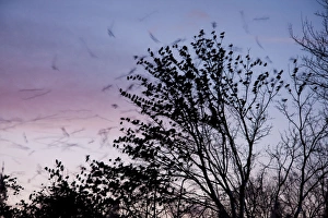 Images Dated 9th January 2010: Starling - A large flock of starlings coming in to roost. England, UK