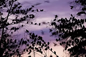 Starling - A large flock of starlings coming in to roost photographed with a long exposure. England, UK