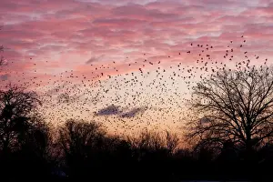 Starling - A large flock of starlings coming in to roost against sunset. England, UK