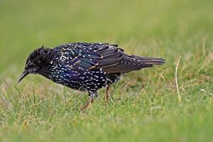 Starling - looking for food