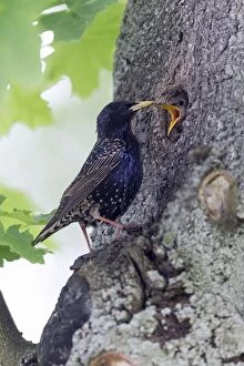 Starling - at nest entrance in tree stem with hungry chick