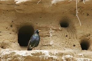 Images Dated 15th May 2005: Starling - by nest holes. Bulgaria
