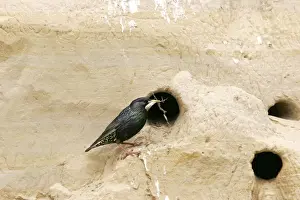Starling - by nest holes. Bulgaria