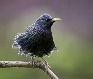 Starling Gallery: Starling perched on branch June