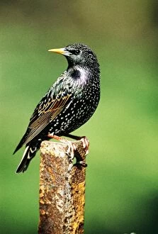 Starling - perched on post