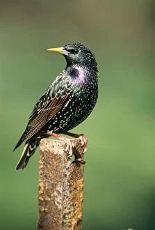 STARLING - perched on rusty post