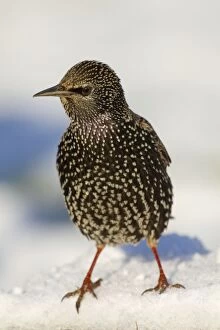 Images Dated 9th January 2010: Starling - in snow - Cornwall - UK