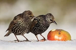Starling - in snow eating apple
