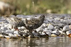 Bulgaria Prints: Starling - two by water. Bulgaria