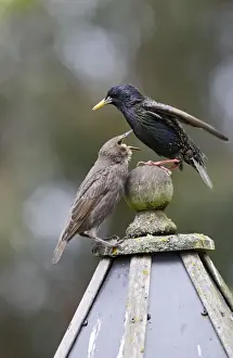 Bird Tables Prints: Starling - with youngster on bird table - Bedfordshire - UK 007556