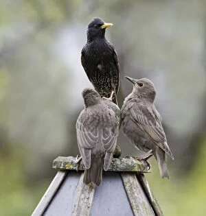 Bird Table Collection: Starling - with youngsters on bird table - Bedfordshire - UK 007558