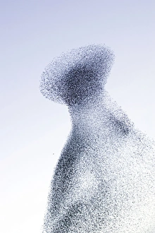 Images Dated 27th February 2008: Starlings