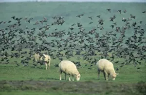 Starlings
