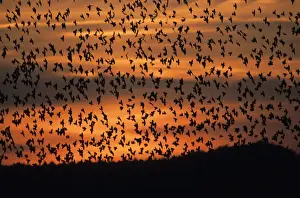 Starlings