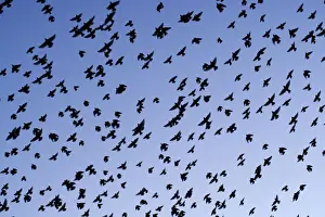 Present Idea Prints: Starlings Close up of a mass of birds in flight Eastbourne