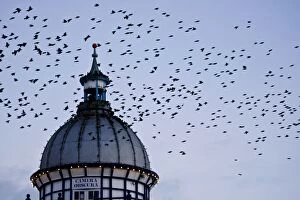 Images Dated 25th January 2008: Starlings - Coming in to roost in a Victorian Camera Obscura Tower