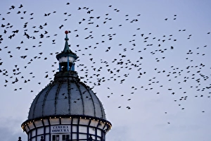 Images Dated 25th January 2008: Starlings - Coming in to roost in a Victorian Camera Obscura Tower