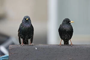 Starling Gallery: Starlings - Cornwall - UK