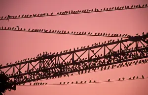 Starlings On crane at dusk