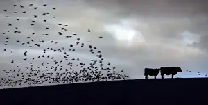 Attractive Prints: Starlings - dusk - flying to roost - Siblyback reservoir - Cornwall - UK