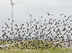 Starlings - in flight among wind turbines
